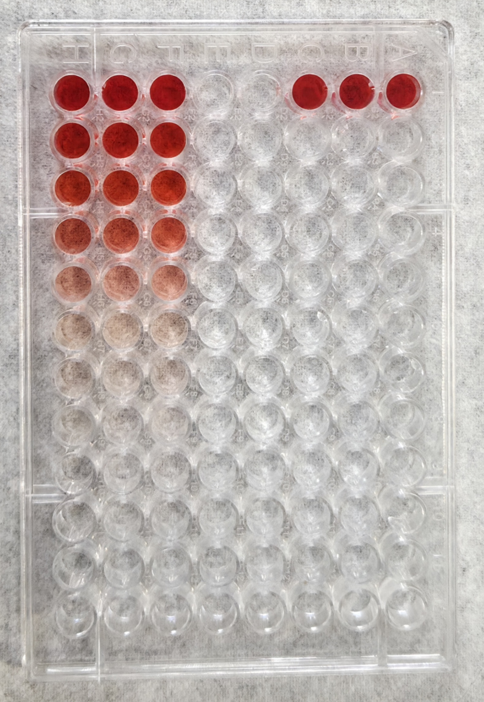 Example photograph of a 96-well XTT plate with colored wells.